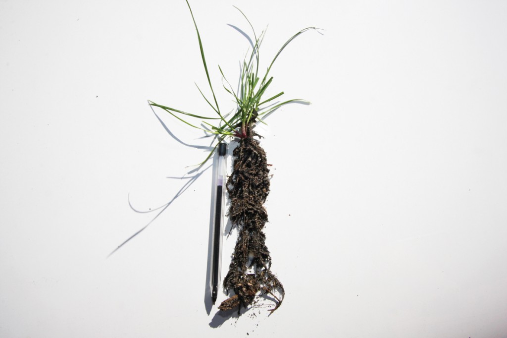 ryegrass plant root growth at 6 weeks