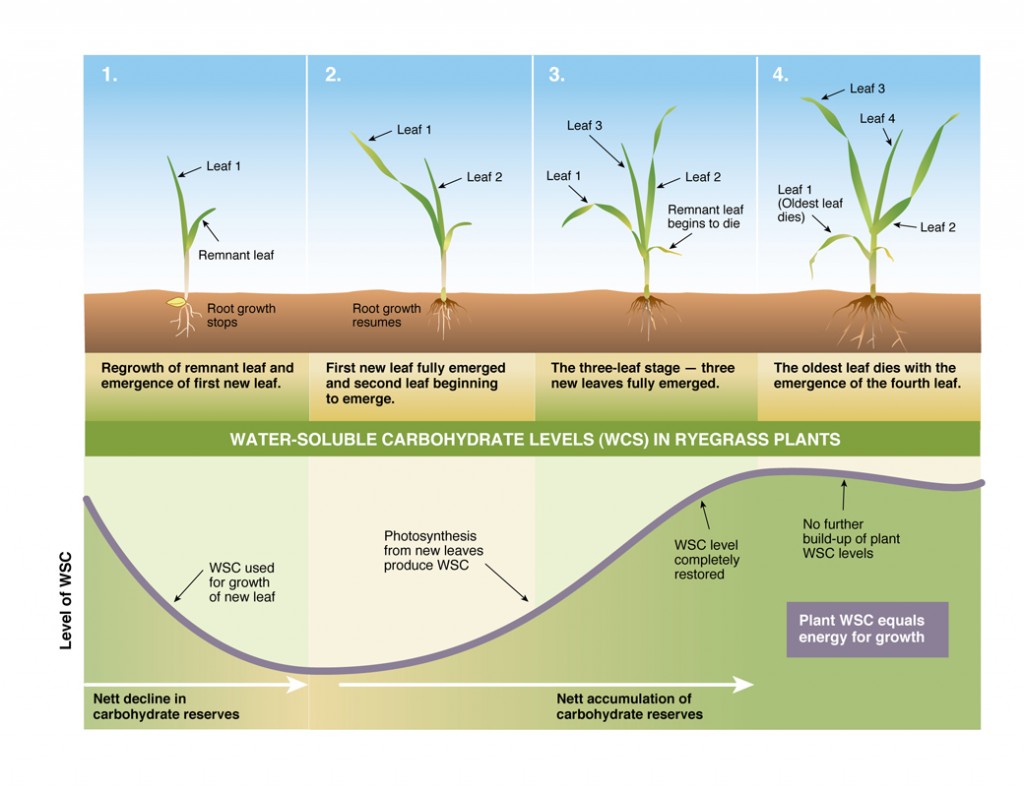 How a ryegrass plant works
