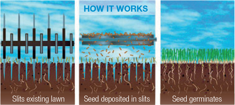 lawn reseeding | how it works