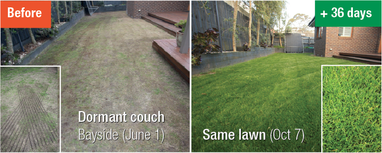 oversown couchgrass