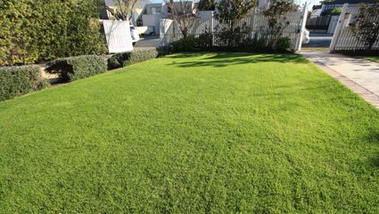 couch overseeded to ryegrass